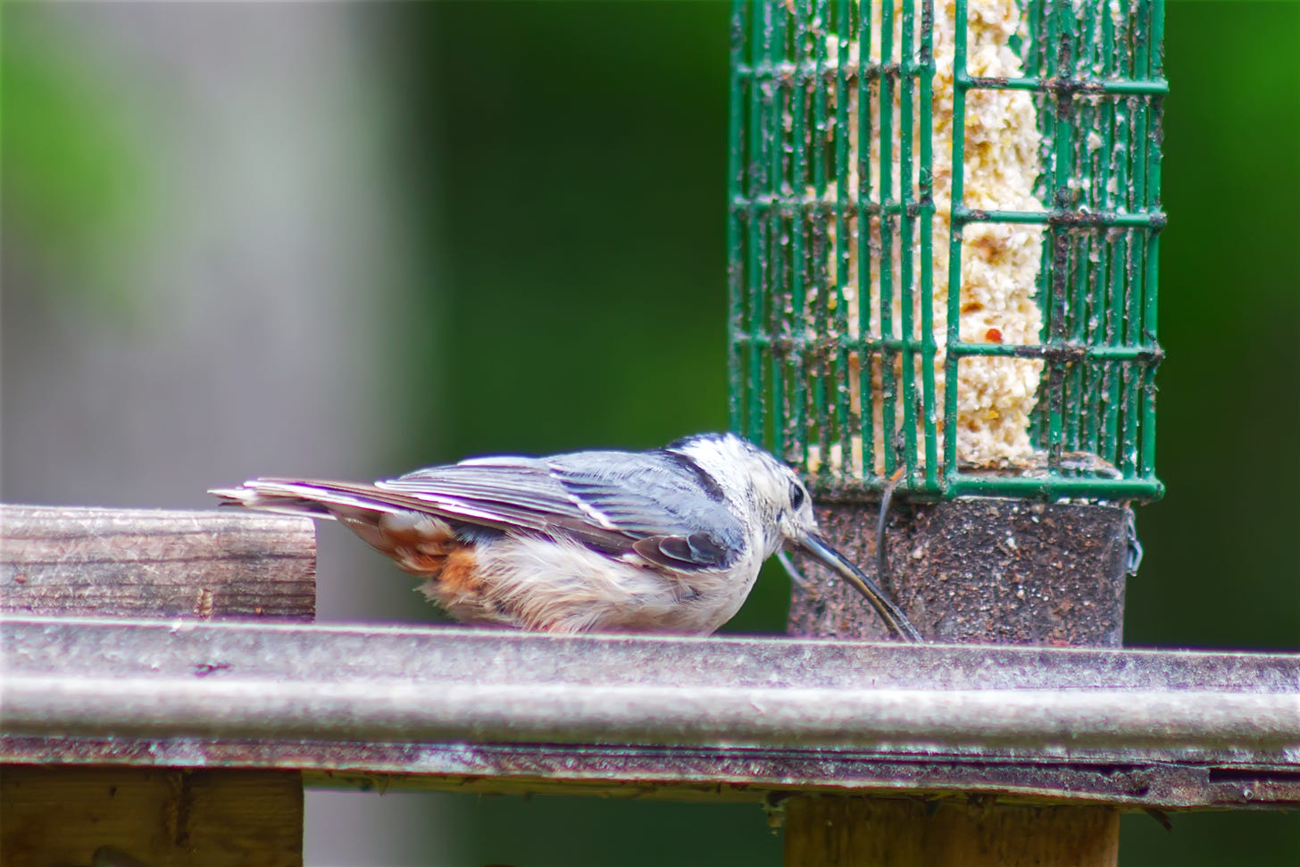 White-Breasted Nuthatch with overgrown beak eating from a feeder. White-Breasted Nuthatch with overgrown beak eating from a feeder.