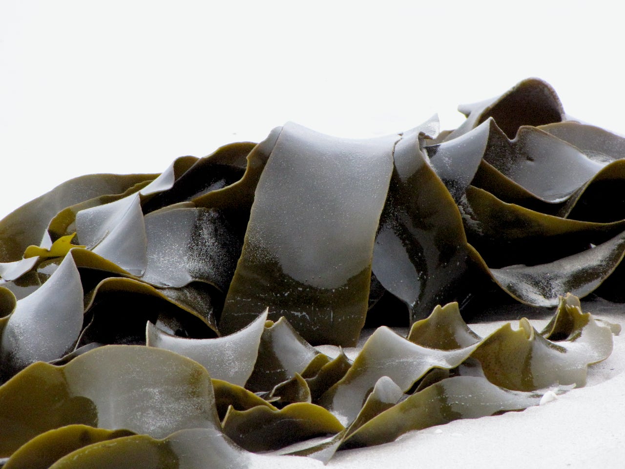 Thick, rubbery blades of wet kelp in a tangle against an overexposed background.