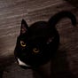 Miso's avatar