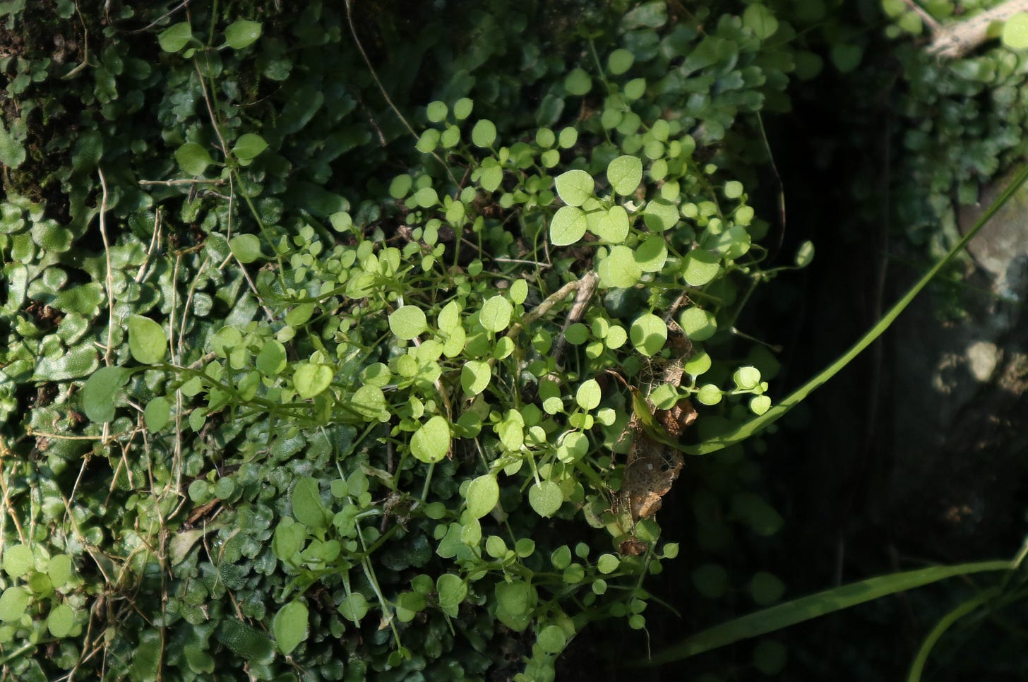 Sunlight striking the leaves of Stellaria parviflora, a tiny forest plant similar to garden chickweed Sunlight striking the leaves of Stellaria parviflora, a tiny forest plant similar to garden chickweed
