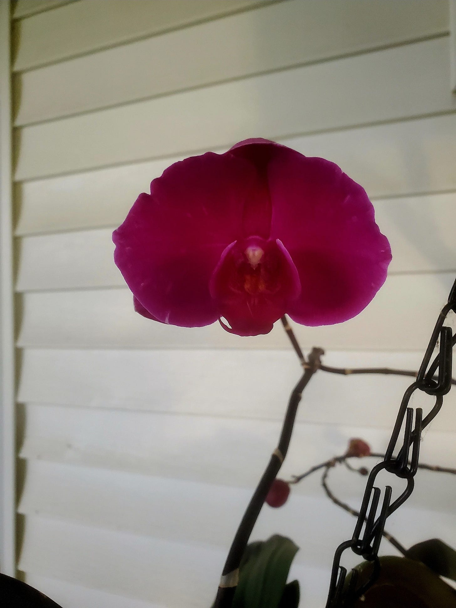May be an image of Vanda orchid
