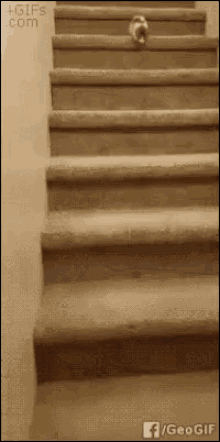 a dog is walking up the stairs . a dog is walking up the stairs .