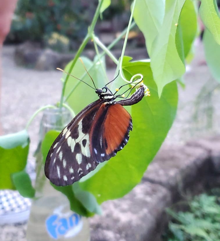 butterfly in Belize