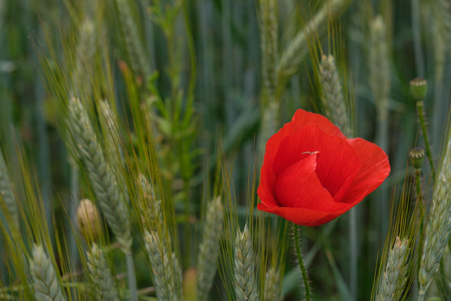 A soft-focus photograph of long green summer grass swaying in the wind, with a single delicate red poppy standing tall in the centre. The background is blurred, drawing the eye to the flower’s quiet presence.