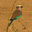 JAS's avatar