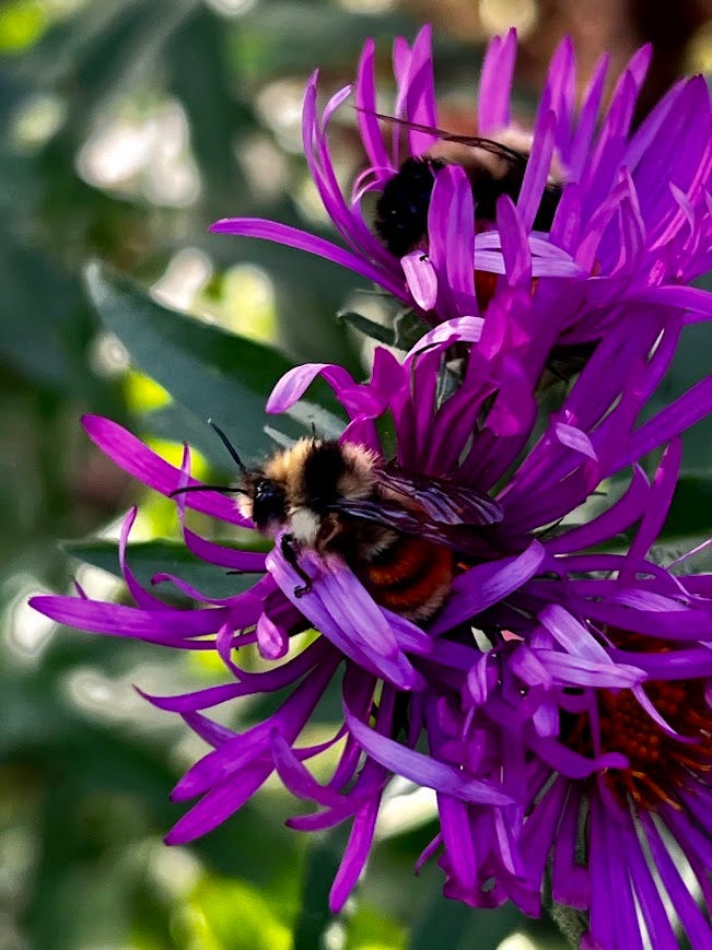 Flowering plants, including a painted lady caterpillar and bumble bees