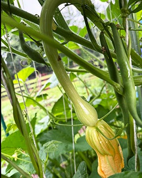 Three photos of a growing zucchini, a lemon cucumber, and a box of harvested produce.