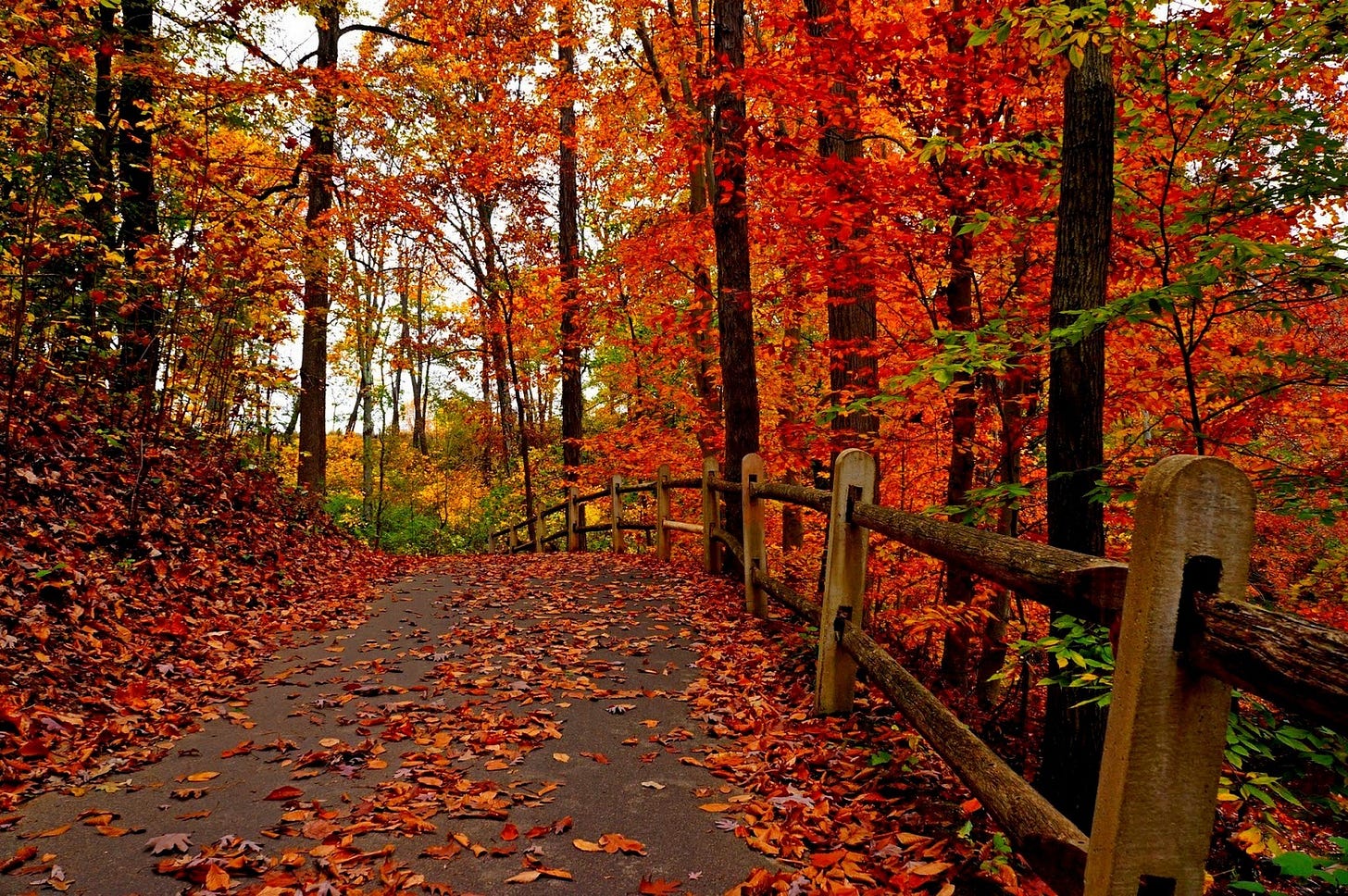 park-forest-pathfree-hd-nature-pictures-leaves-smells-road-high-definitionnature-autumn-samsung-backgrounds-colorful-amazing-nature-trees.jpg park-forest-pathfree-hd-nature-pictures-leaves-smells-road-high-definitionnature-autumn-samsung-backgrounds-colorful-amazing-nature-trees.jpg