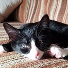 Lunatic Florida Surgeon General (But We Repeat Ourselves) Says COVID Vaccine 'The Anti-Christ'