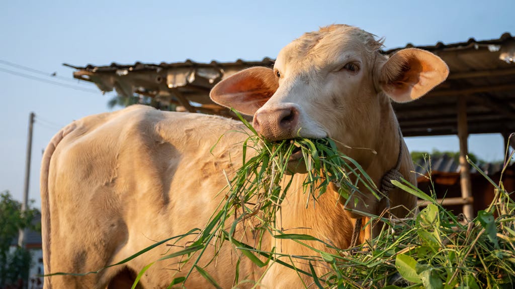 A light-colored cow munches on a mouthful of fresh green grass in front of a wooden shelter on a sunny day. A light-colored cow munches on a mouthful of fresh green grass in front of a wooden shelter on a sunny day.