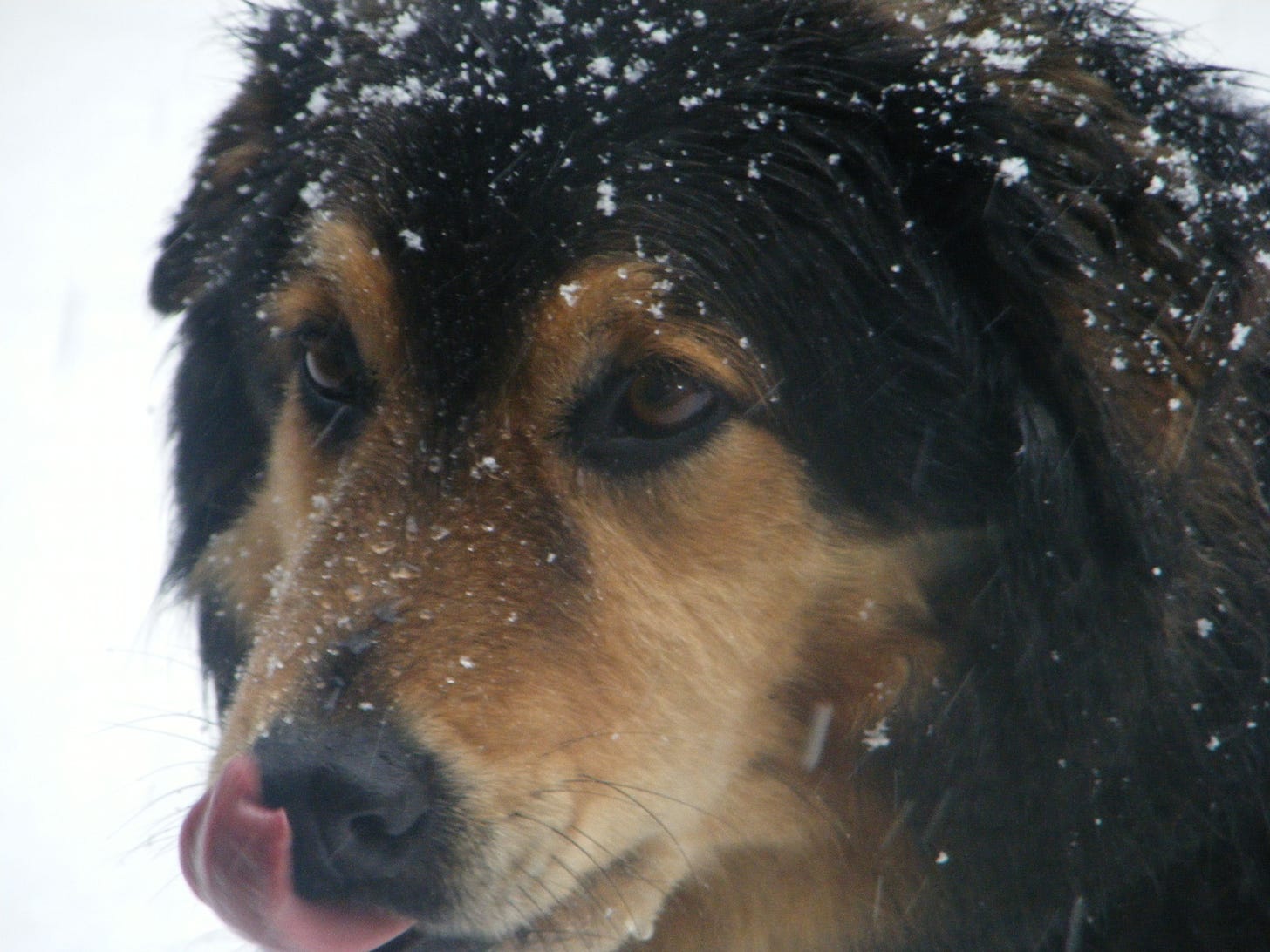 A dog with snow on its head
AI-generated content may be incorrect. A dog with snow on its head
AI-generated content may be incorrect.