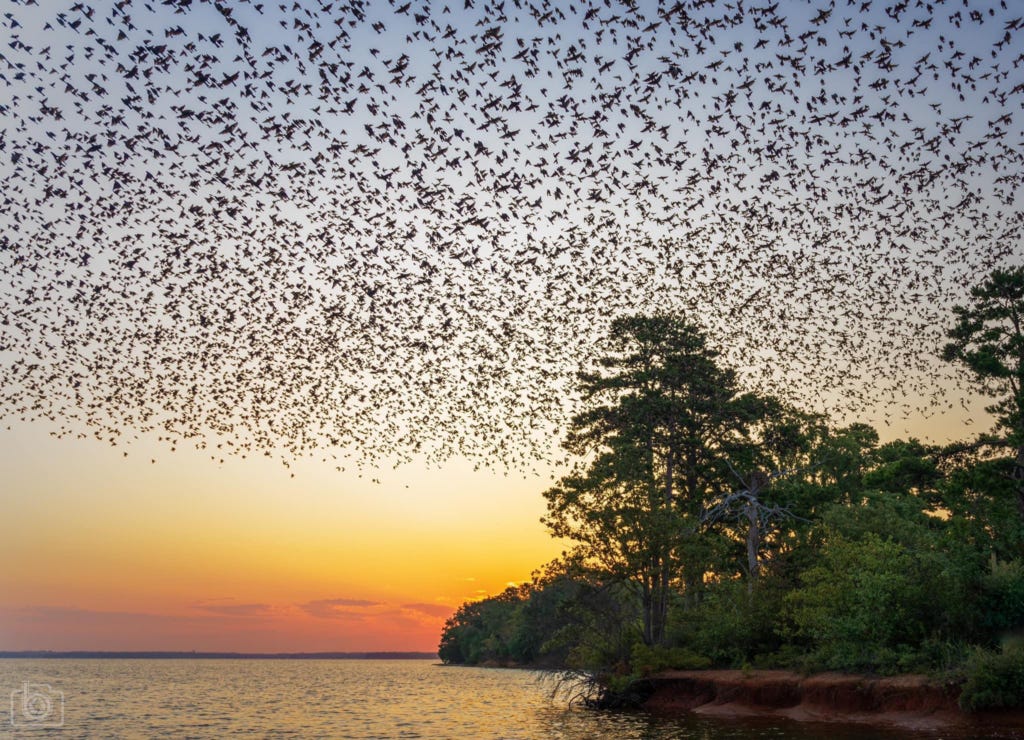 Experience the Purple Martin Phenomenon at Lake Murray