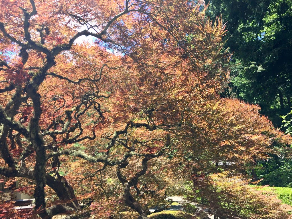 A laceleaf Japanese maple tree of advanced age with green-to-red leaves and lichen covered contorted trunks and branches.