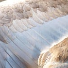 i who am a defaced altar scream at God for justice