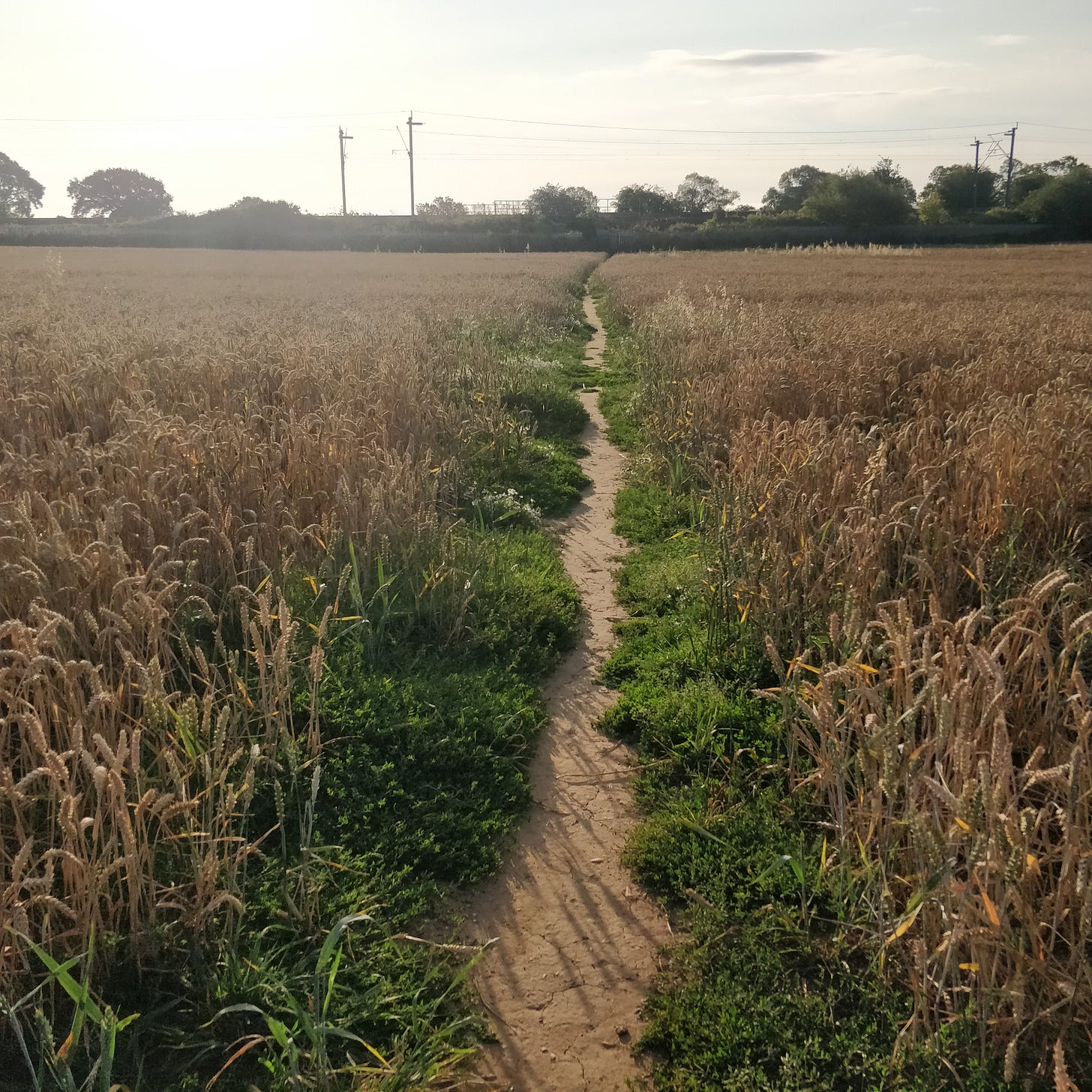 A desire path through a dry field.