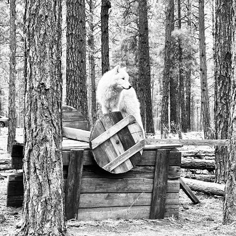 trail. wolves, reindeer, bison, bears