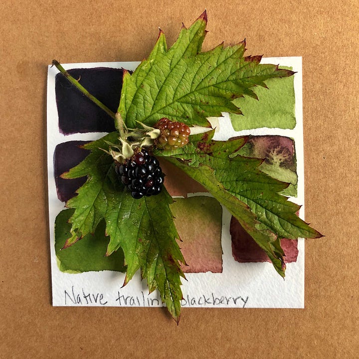blackberries watercolor