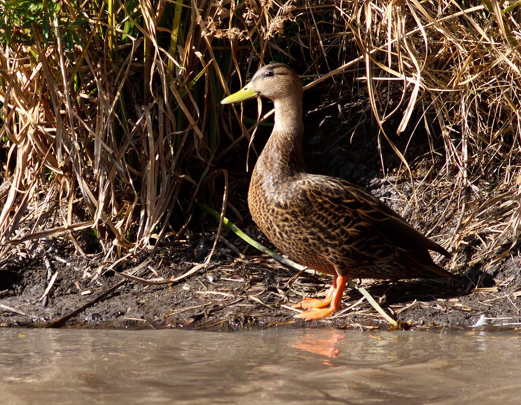 male mexican duck
