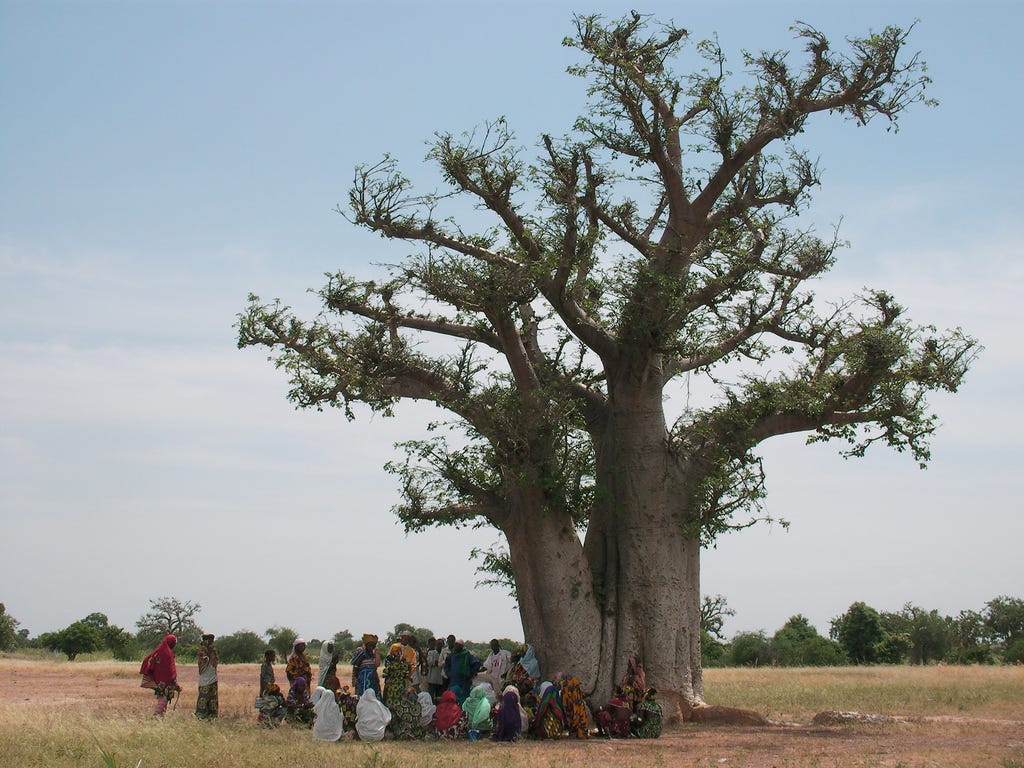 File:Meeting under a baobab tree.jpg - Wikimedia Commons