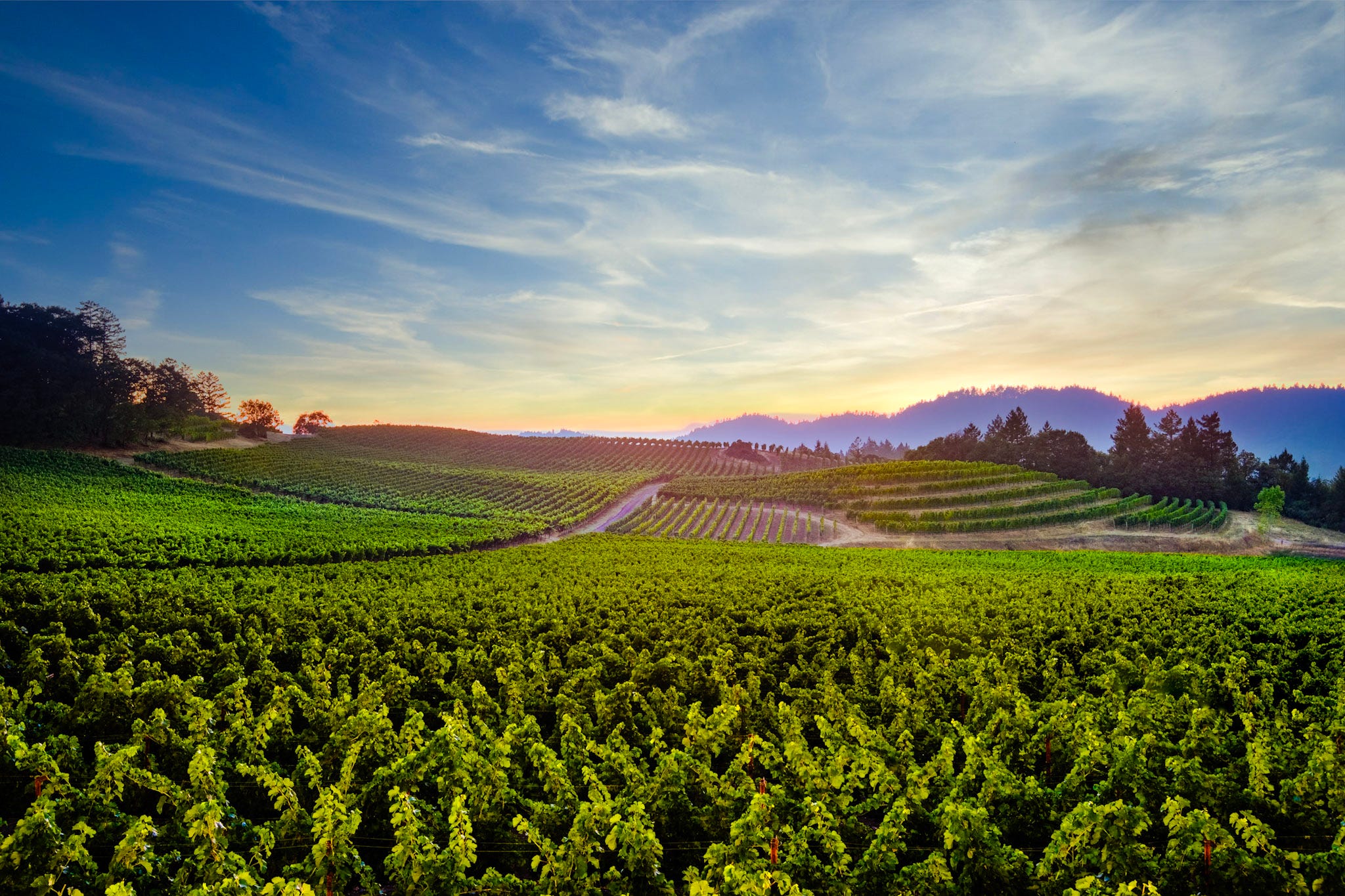 The Napa Valley Weekender - Napa Valley Features