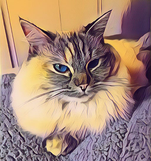 Jane's cat Pearl, a fluffy white and grey rag doll breed, sits on a comfy grey blanket staring into the camera with bright blue eyes. Jane's cat Pearl, a fluffy white and grey rag doll breed, sits on a comfy grey blanket staring into the camera with bright blue eyes.