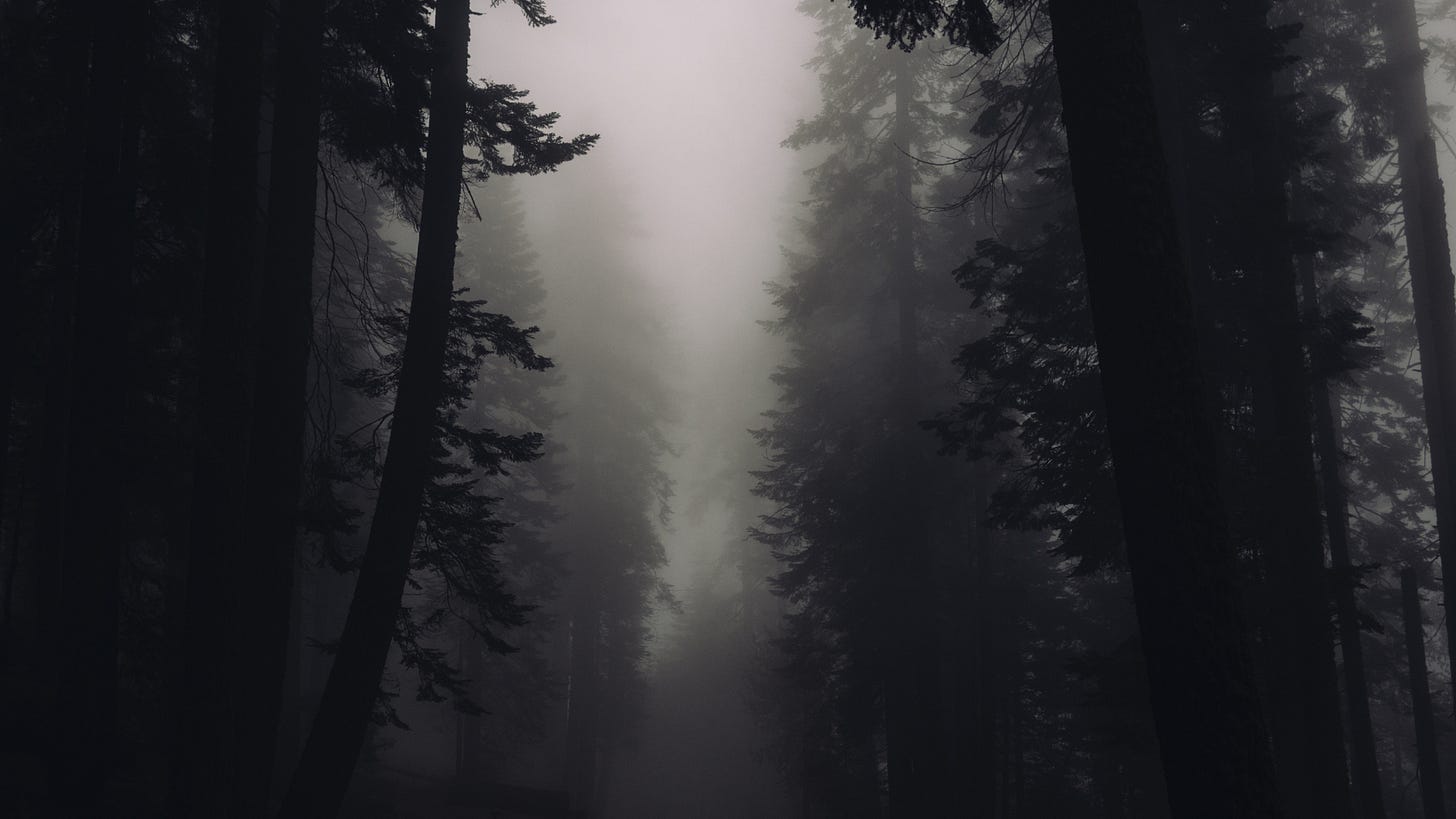 Darkened path through a pine forest shrouded in fog. Darkened path through a pine forest shrouded in fog.