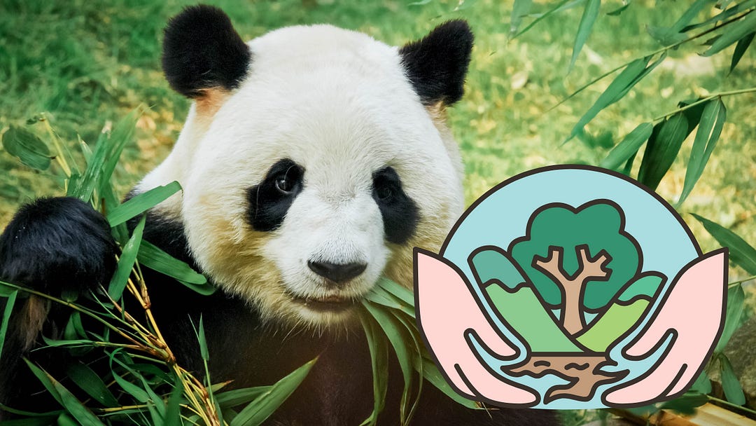 A giant panda eating bamboo in a lush green setting, with an illustrated conservation symbol showing hands holding a tree and landscape overlaid on the right side