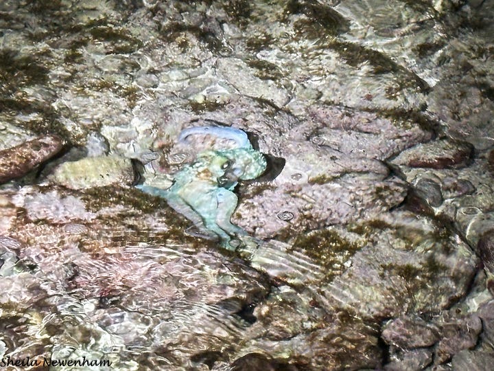 Caribbean Reef octopus