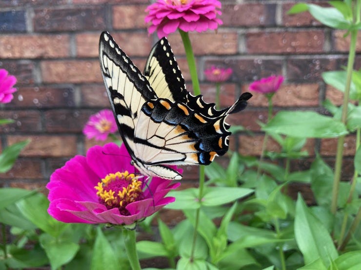A swallowtail butterfly I saw in my garden
