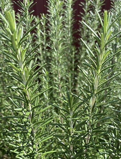 A close up of a plant
AI-generated content may be incorrect. A close up of a plant
AI-generated content may be incorrect.