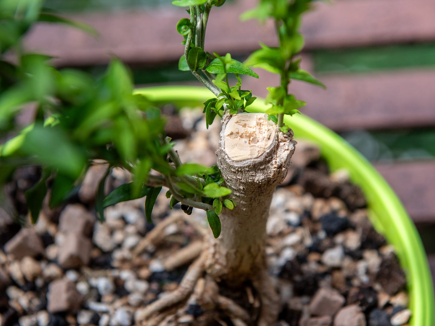 ID: Chopped water jasmine bonsai