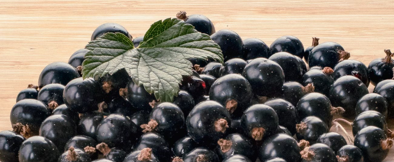 Blackcurrant and raspberry leaves