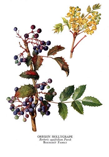 From the Spring Foraging Cookbook: Oregon Grape