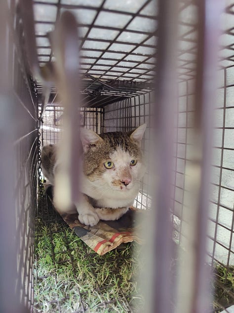 Photos of cute cats and a dog being taken for their spay/neuter and vaccination.