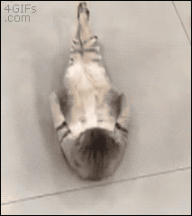 cat with crossed feet laying on back doing five sit-ups and then rolling onto its side.