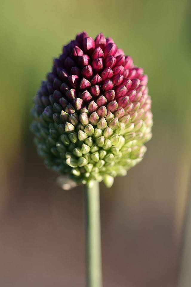 Allium_sphaerocephalon_'Drumsticks'_JRVdH_01 Allium sphaerocephalon aka Drumstick allium