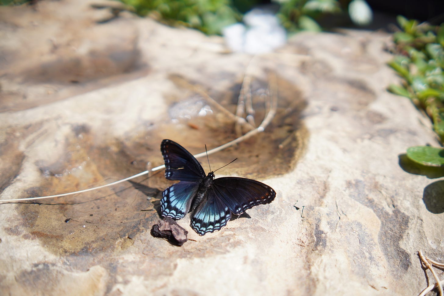 Red-Spotted Admiral Butterfly with a few wounds on her wings Sky blue faded to dark blue with black edging