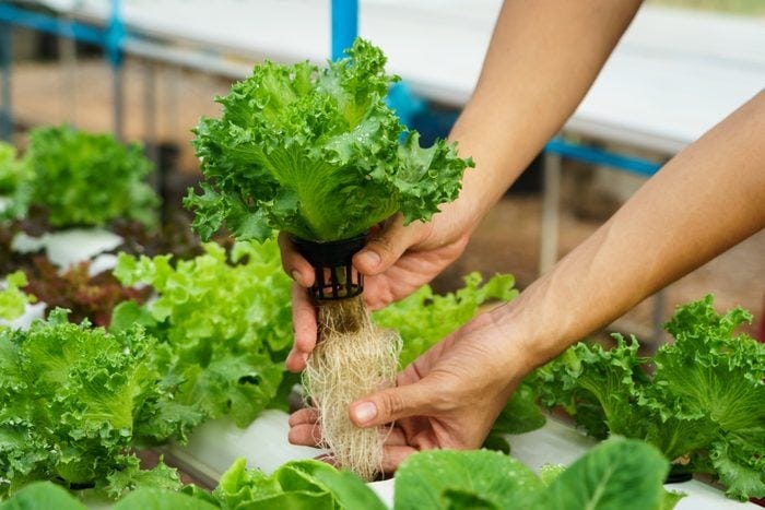 Hydroponic Gardening: What It Is, How to Start and Expert Tips