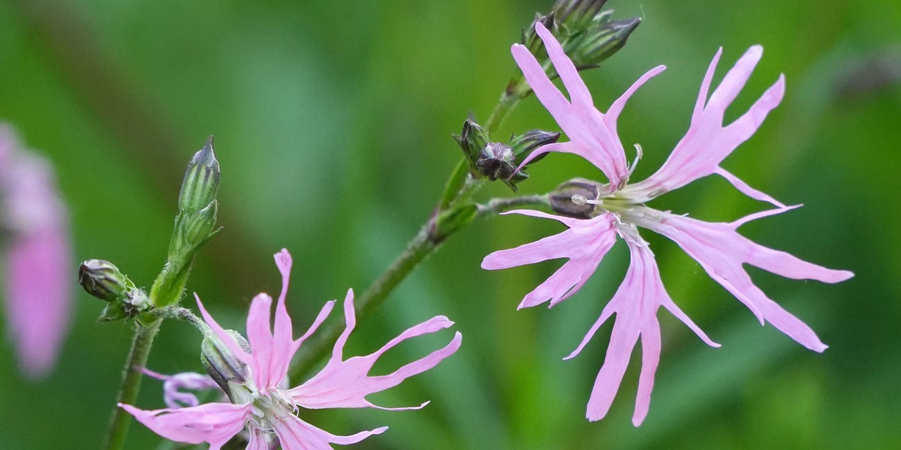 10 flowers for late-May colour