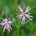 10 flowers for late-May colour