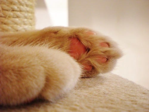 Cat Paws Cat Paws