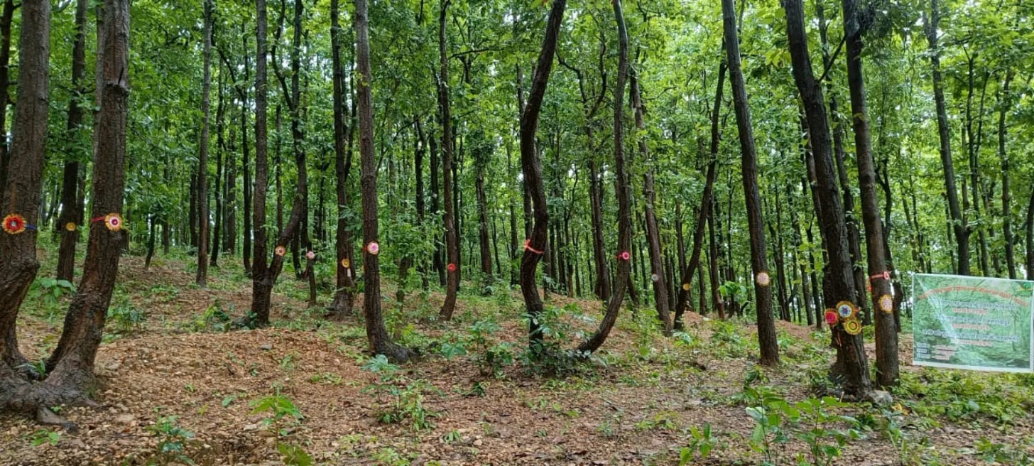 Forest in rural India with ceremonial threads tied around tree trunks, referencing collective rituals of protection, care, and stewardship. Forest in rural India with ceremonial threads tied around tree trunks, referencing collective rituals of protection, care, and stewardship.