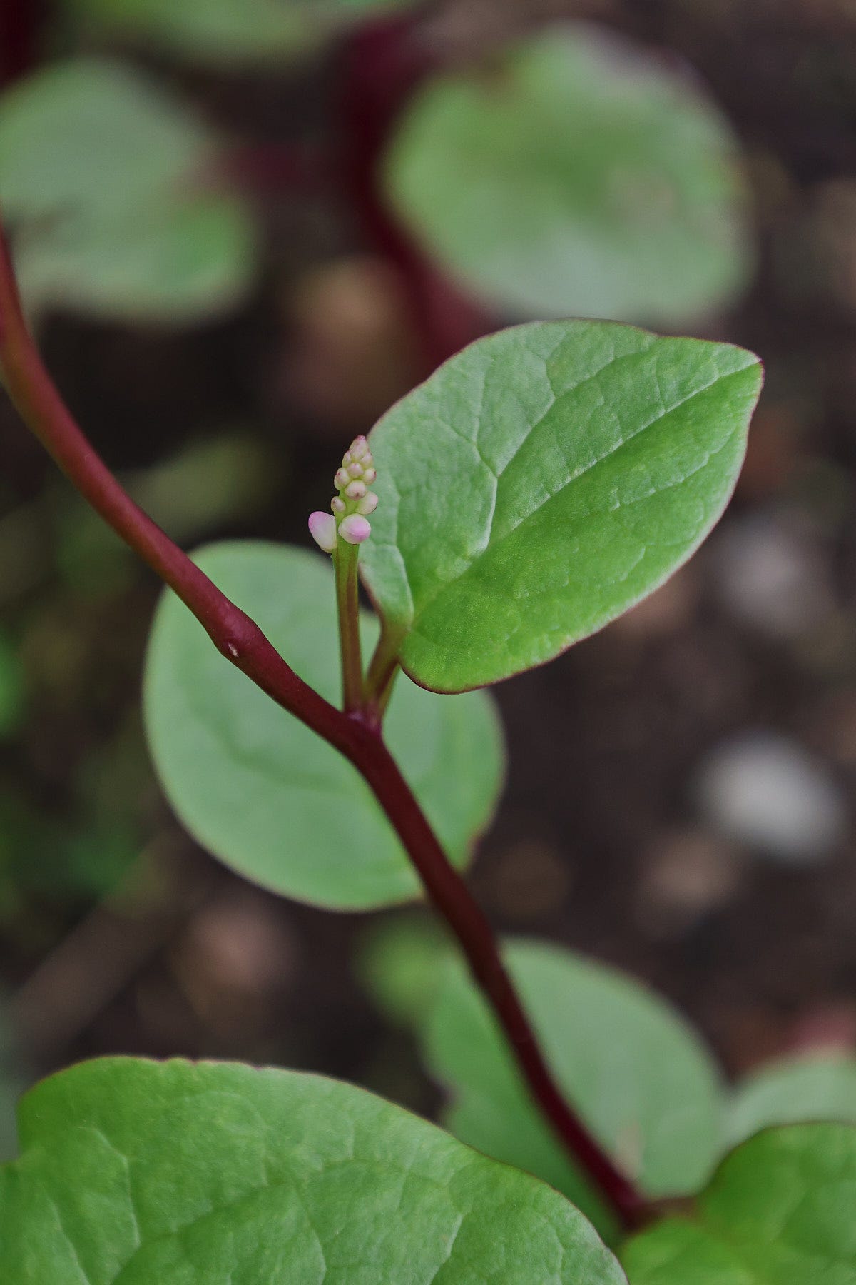 malabar spinach plant