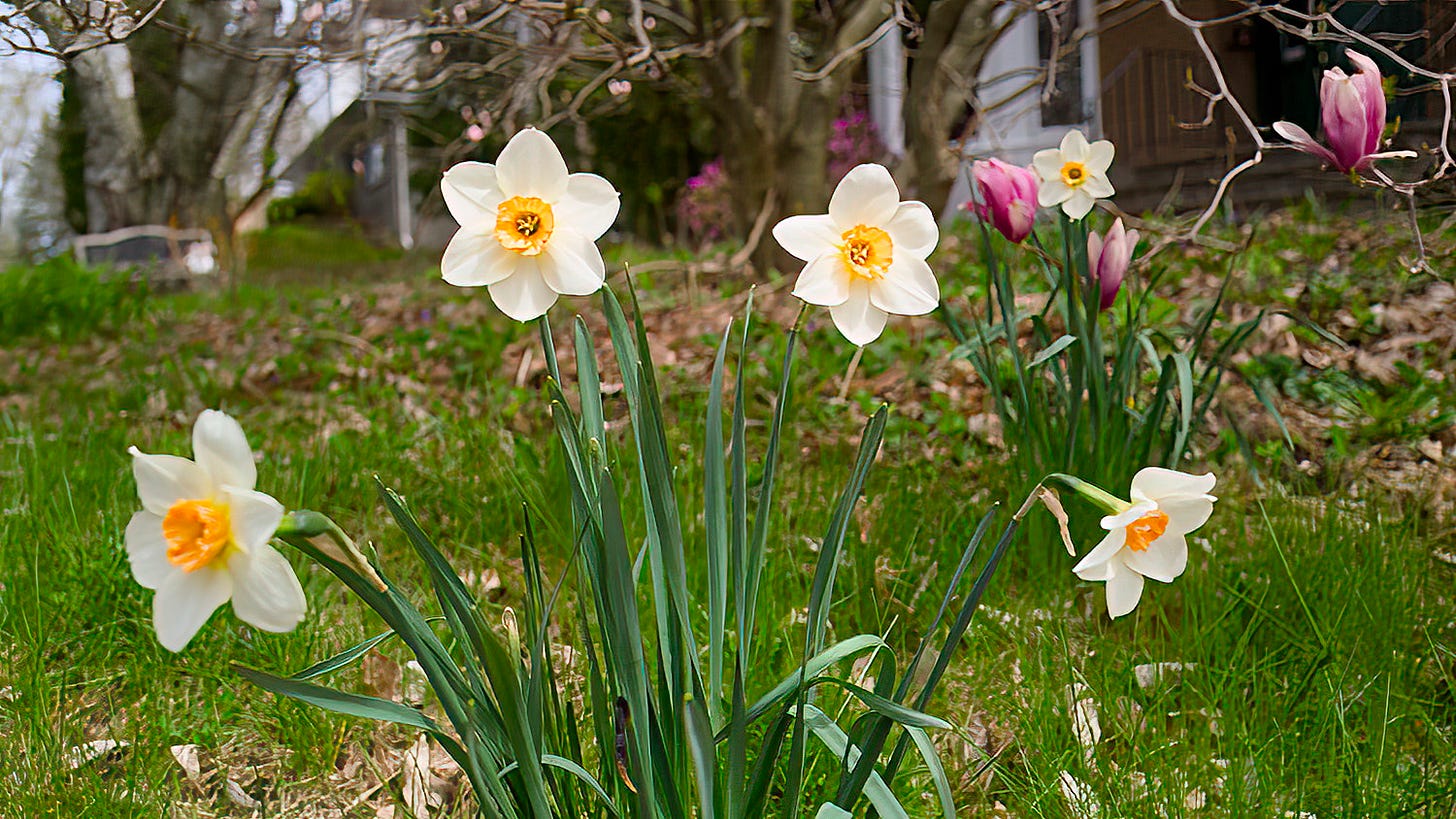 I know, not natives but I like them I know, not natives but I like them