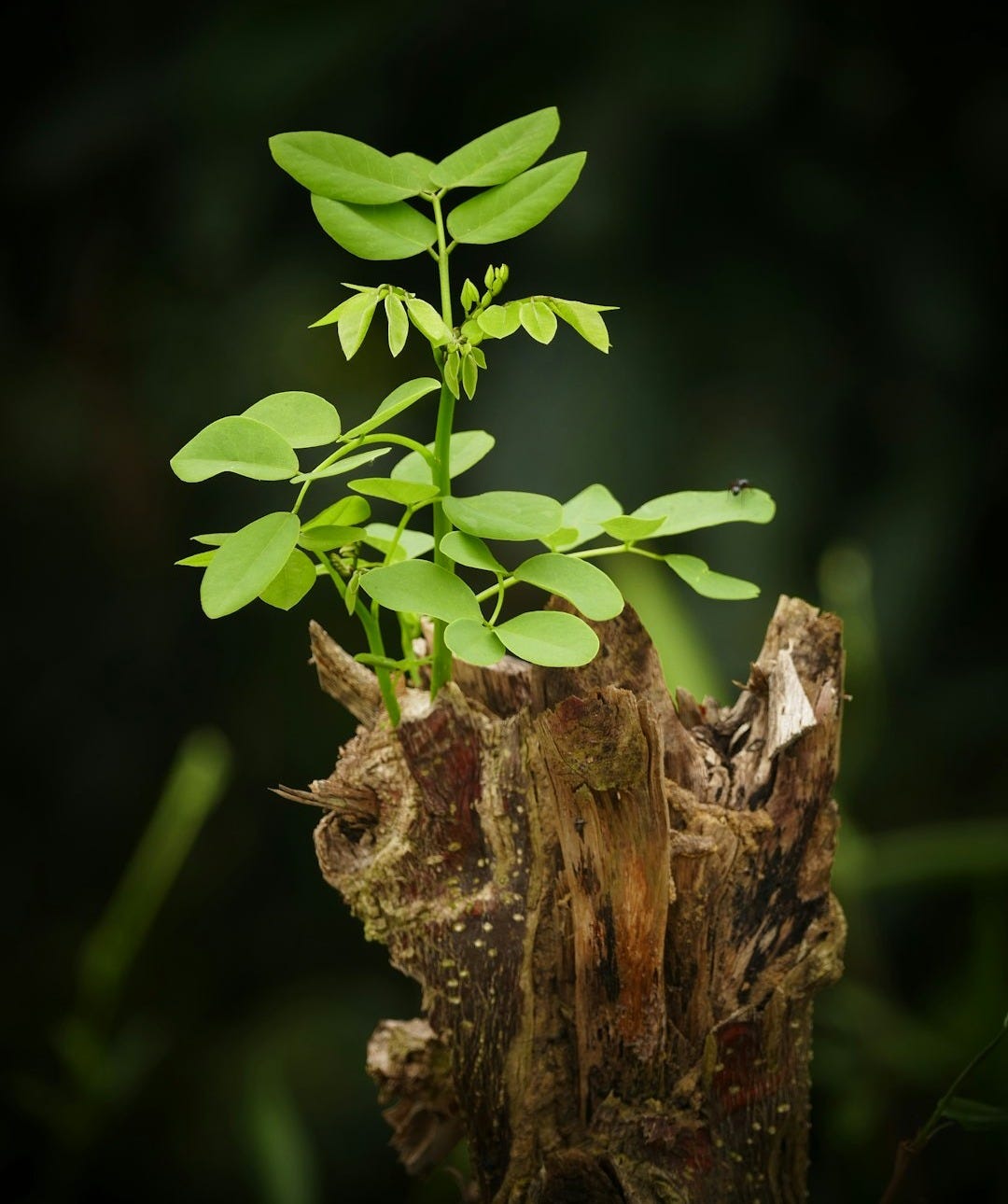 tree trunk with green leaves