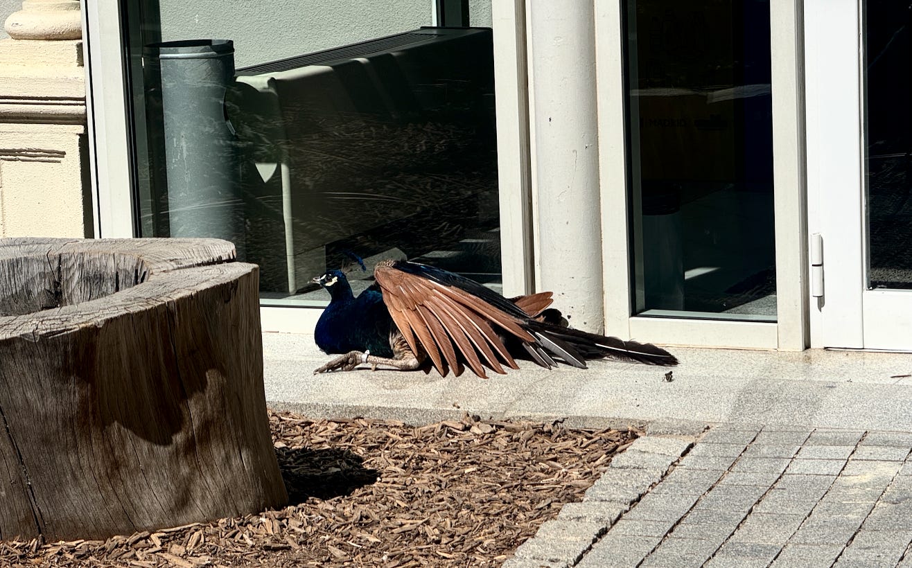 Capture d’écran 2026-03-15 à 17.08.16.png Capture d’écran 2026-03-15 à 17.08.16.png