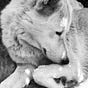 Silver Wolf's avatar