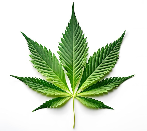 Premium Photo | Image of cannabis leaf on white background