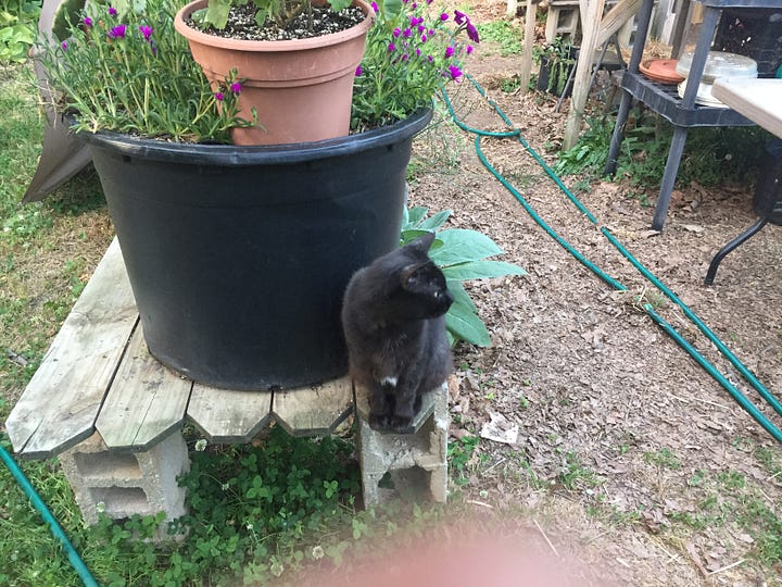 Poppies, garden beds and the house in the background, the scultured leaves of biennial mullein, "Cat Grande" rhododendron, and our barn cat.