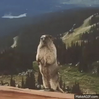 Screaming squirrel on Make a GIF
